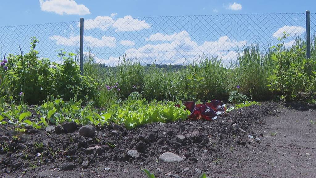 Schadstoffe vergiften Berner Familiengärten