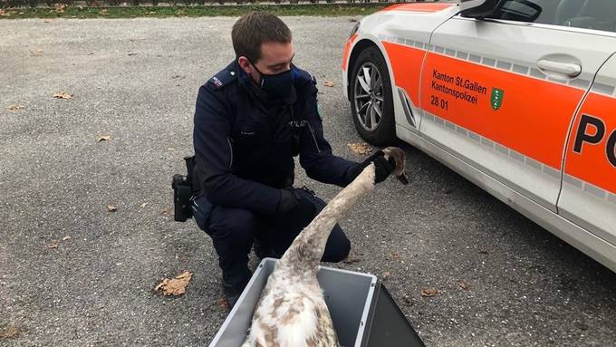 Verletzter Jungschwan aus dem Bodensee gerettet