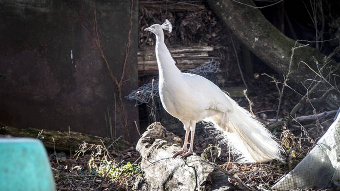 Ausgebüxter Pfau gehört dem Kirchenchef