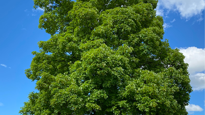 Das ist der schönste Baum in ganz Suhr 