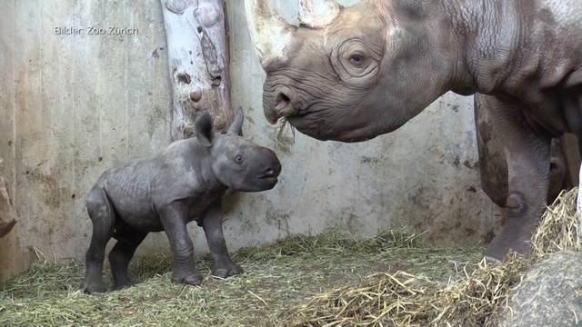 Zürcher Nashornbaby Olmoti darf in die Wildnis