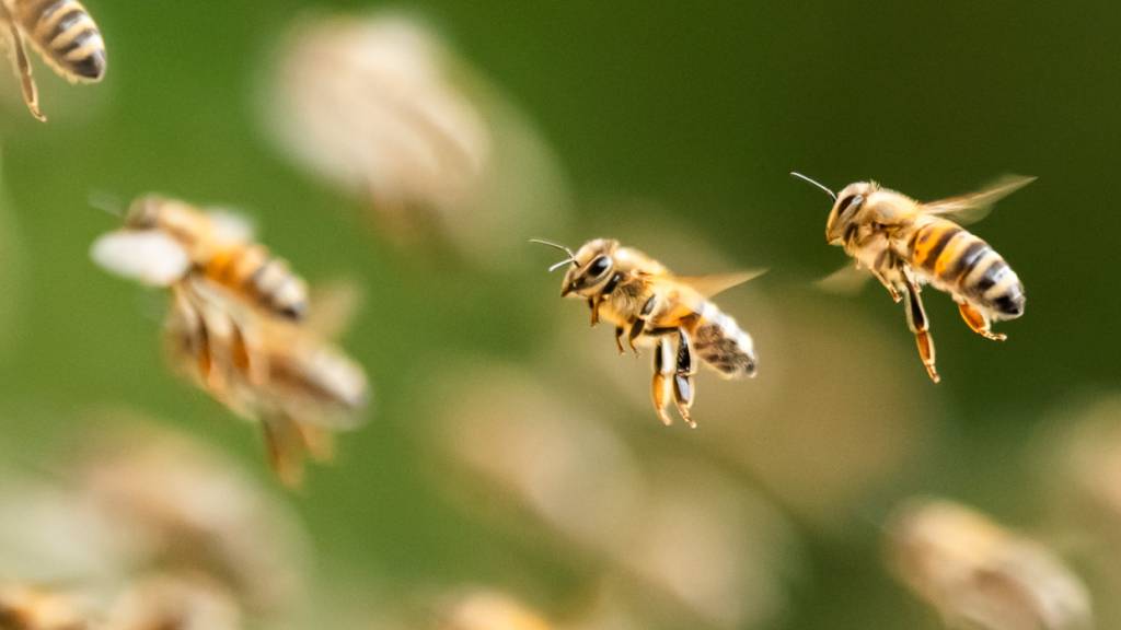 ARCHIV - Bienen fliegen zu Bienenstöcken. Foto: Silas Stein/dpa