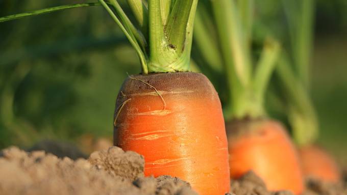 Eigenes frisches Gemüse ernten – ohne die eigentliche Arbeit