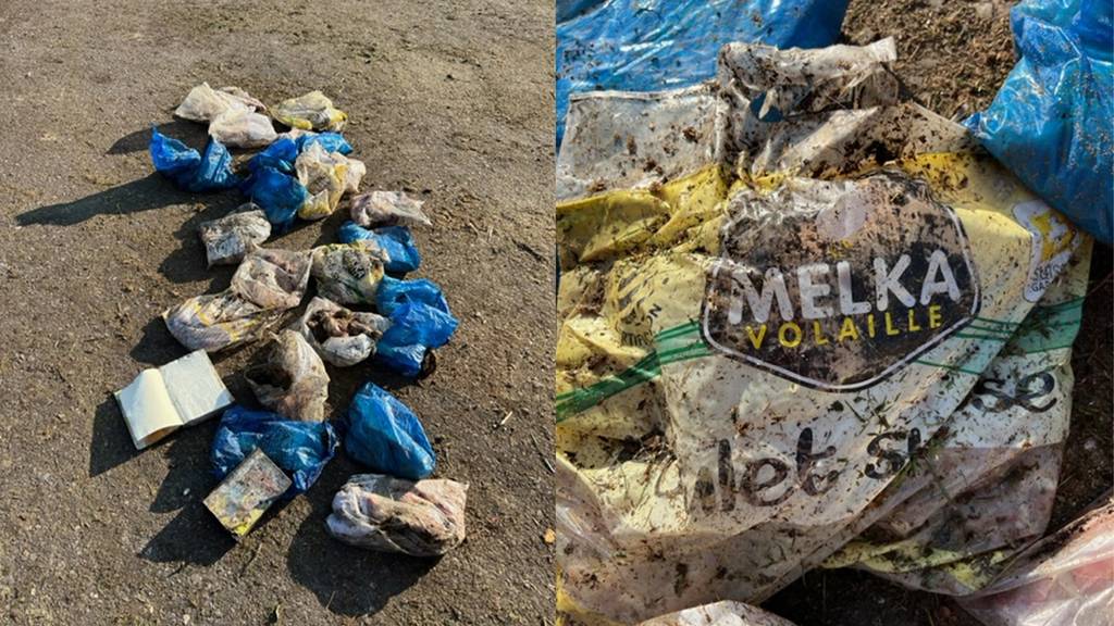 60 Kilo Poulet in Plastiksack unerlaubt im Grüngut entsorgt