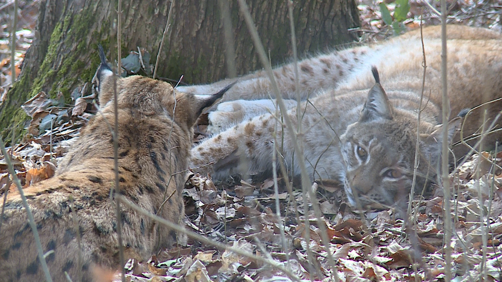 Neues Luchspaar im Tierpark Bern