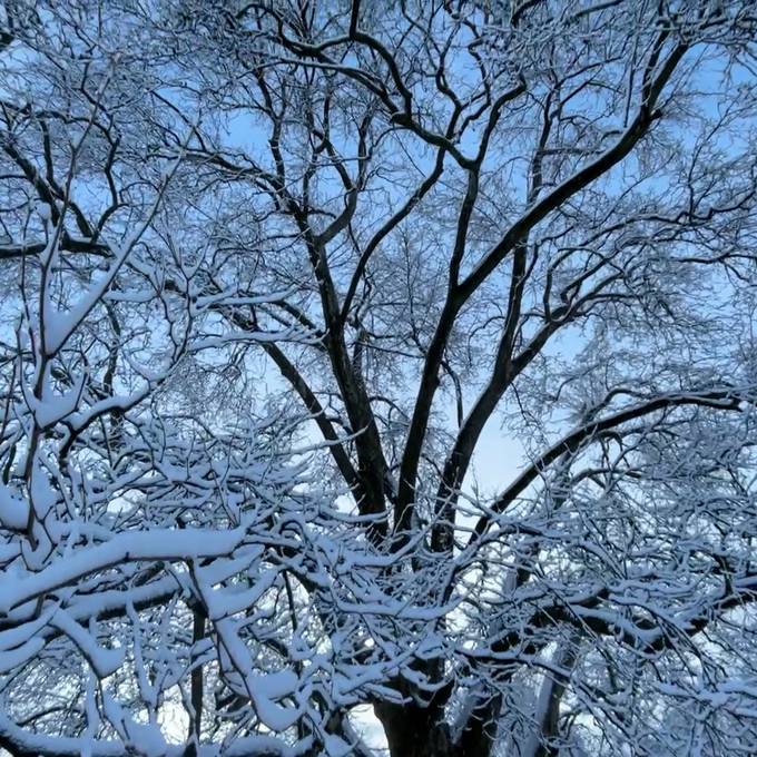 So schön erwachte Zürich am Freitag im Schnee