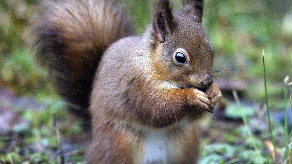 Lepra in mittelalterlichen Eichhörnchen-Knochen entdeckt