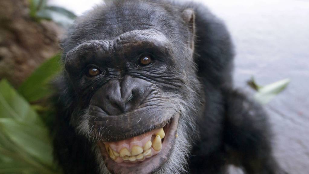 Schimpansen sind die Naturheilpraktiker der Tierwelt: Sie heilen ihre Wunden und die von anderen mittels Insektenextrakten. (Symbolbild)