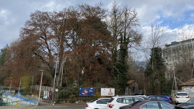 Pro Natura Solothurn will schützenswerte Bäume beim Westbahnhof retten