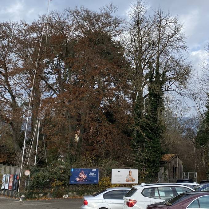 Pro Natura Solothurn will schützenswerte Bäume beim Westbahnhof retten