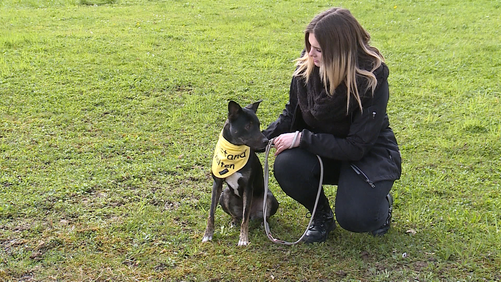 Gelber Hund