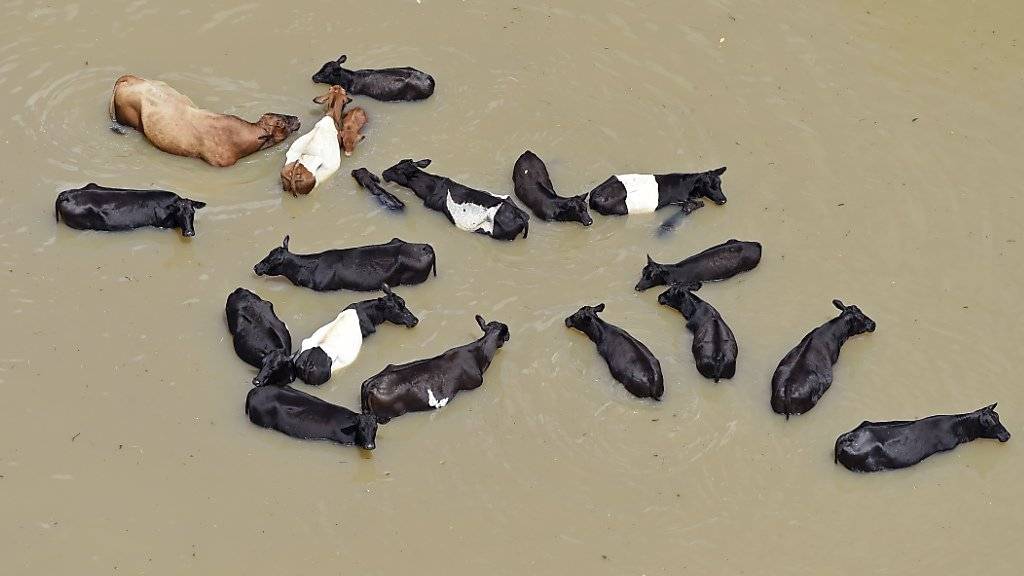Arme Kühe: Die Fluten haben südlich von Baton Rouge weite Landstriche unter Wasser gesetzt.