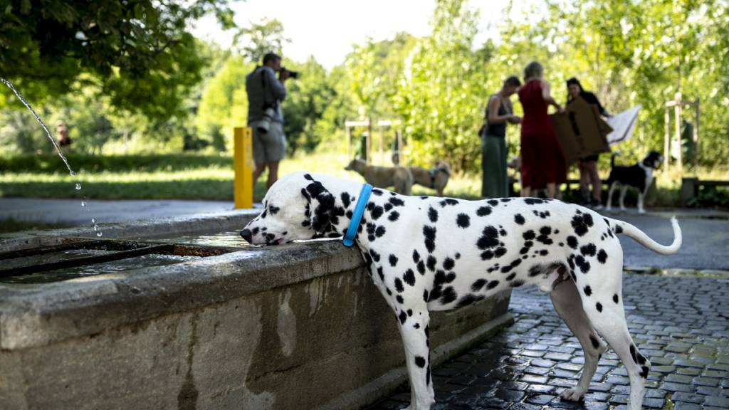 Hundebesitzerinnen und -besitzer müssen eine Wasserflasche mitführen, mit welcher sie den Urin ihrer Tiere wegspülen. (Archivbild)