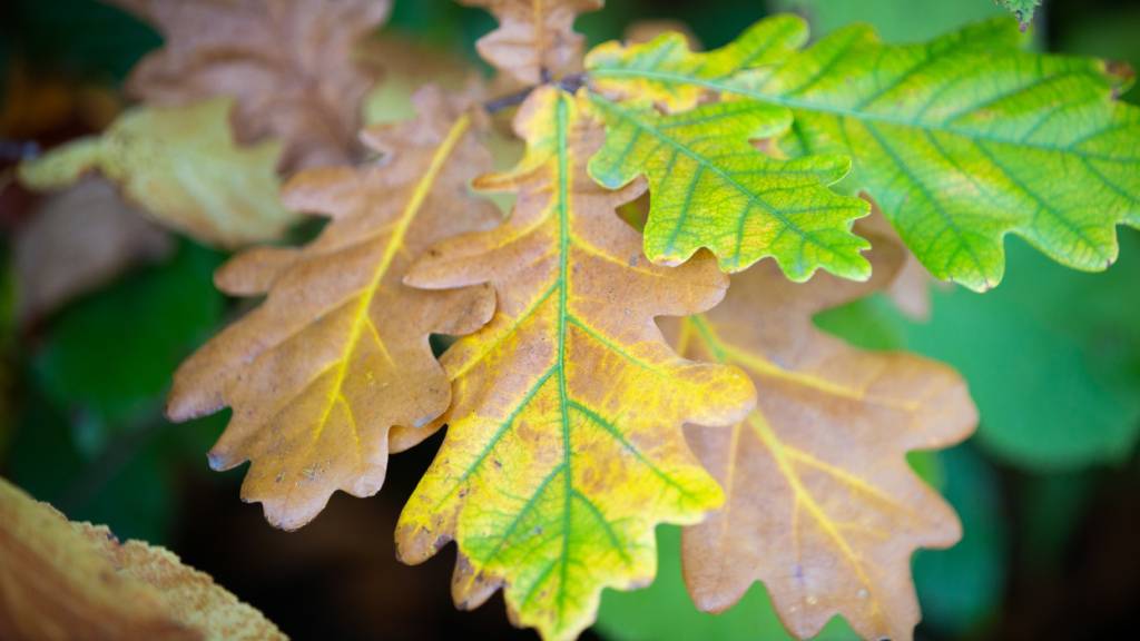 Forschende warnen vor Fehldeutung brauner Blätter im Wald