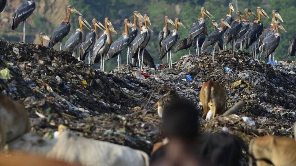 Störche auf einer Müllkippe - das Verhalten der Wandervögel könnte sich auf Ökosysteme auswirken (Archiv).