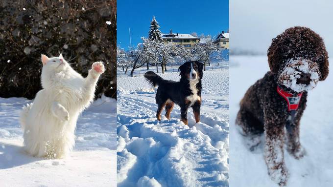 Das sind eure herzigen Haustiere im Schnee