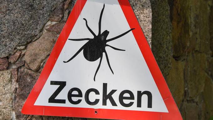 Zecken – Was du darüber wissen musst