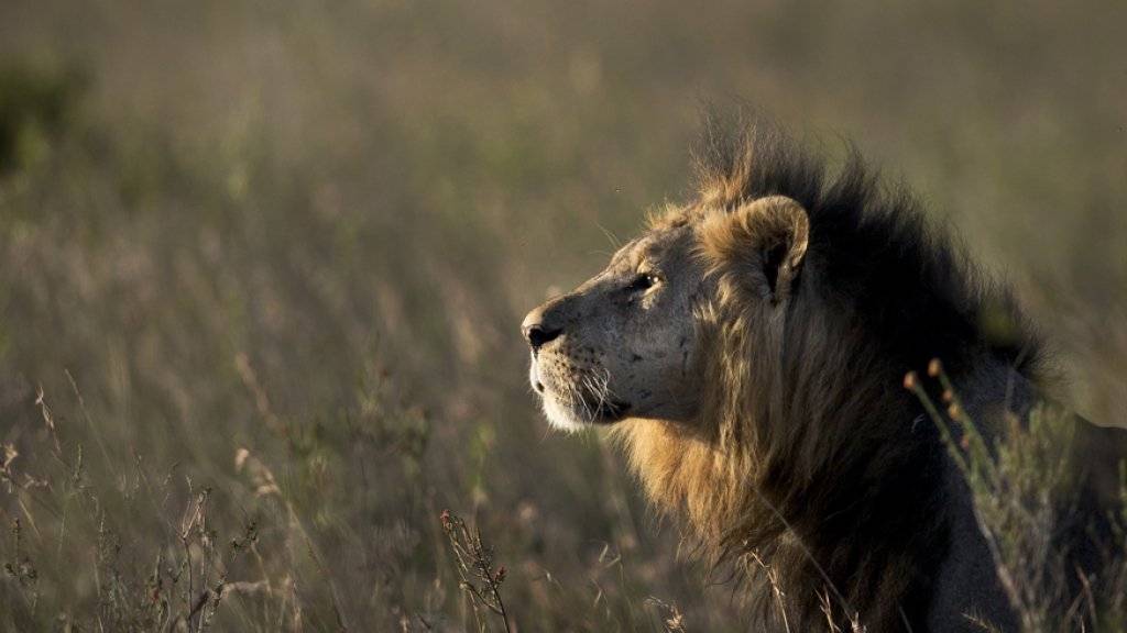Ein Löwe aus dem Nairobi-Nationalpark. Ein ausgebüxter Kollege versetzte Fussgänger in Nairobi in Aufregung. (Archiv)