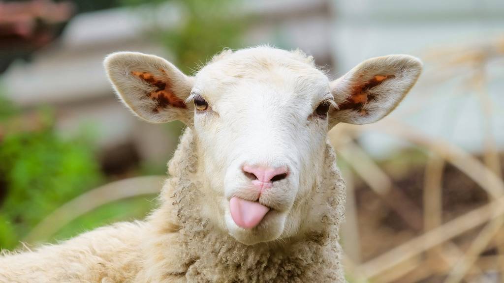 Viele australische Schafe sind nicht so zum Scherzen aufgelegt wie dieses hier.