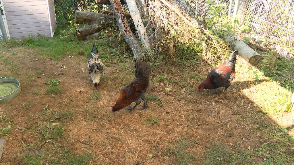 Drei Hähne wurden im Wald ausgesetzt