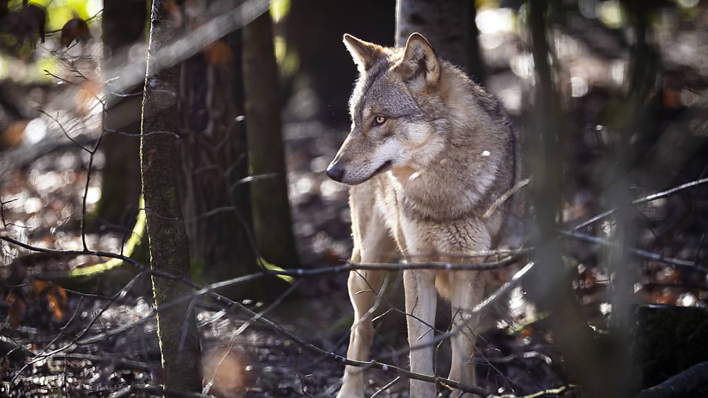 Dieser Wolf im Wildpark Bruderhaus in Winterhur bereitet den Bauern keine Sorge. (Archivaufnahme)