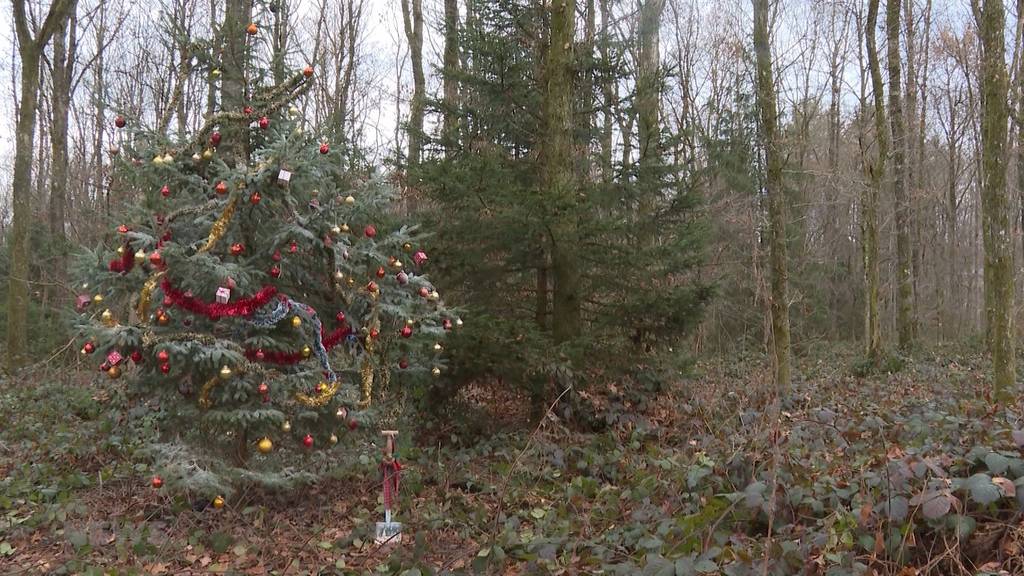 Waldweihnacht: Alternativ-Programm schadet tierischen Waldbewohnern