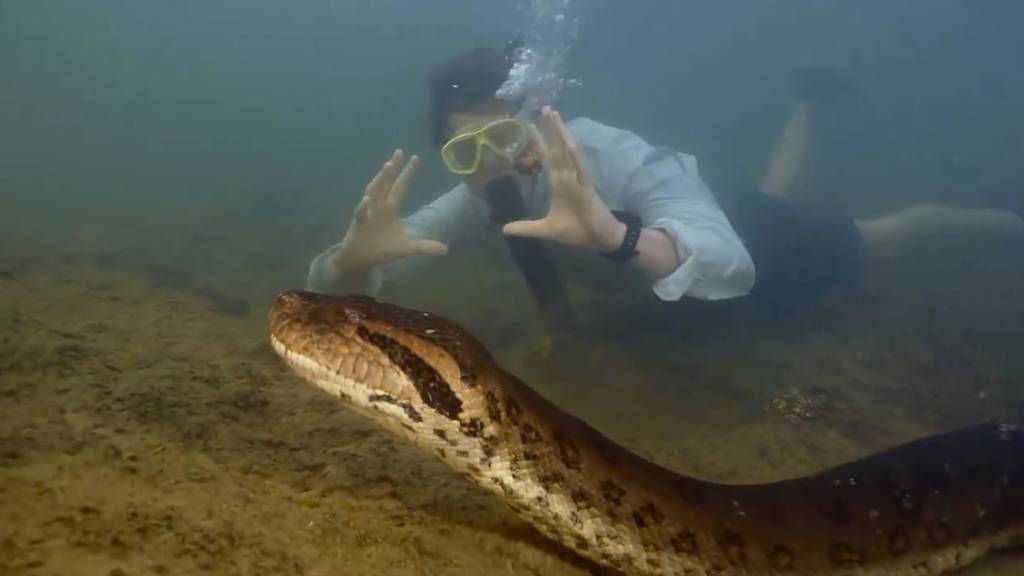 Neue Art entdeckt: Video zeigt grösste Schlange der Welt