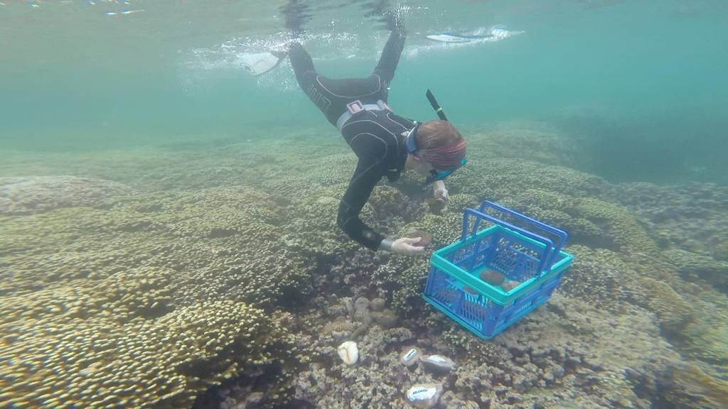 Unterwassermenschen – Die Korallenschützerin