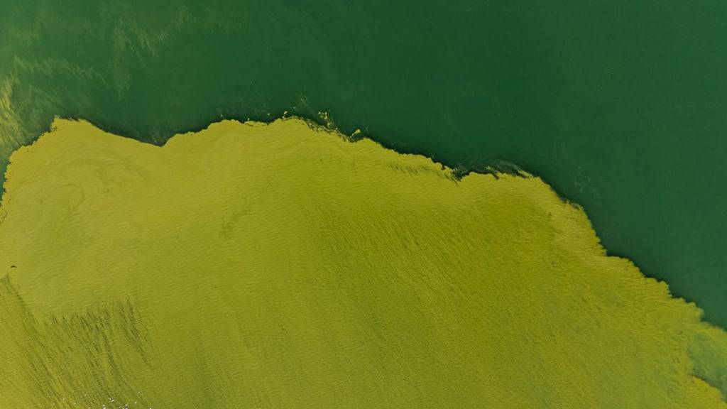 Der Blaualgenbefall verdirbt Badenden Ende Sommer am Luganersee regelmässig den Spass. (Archivbild)