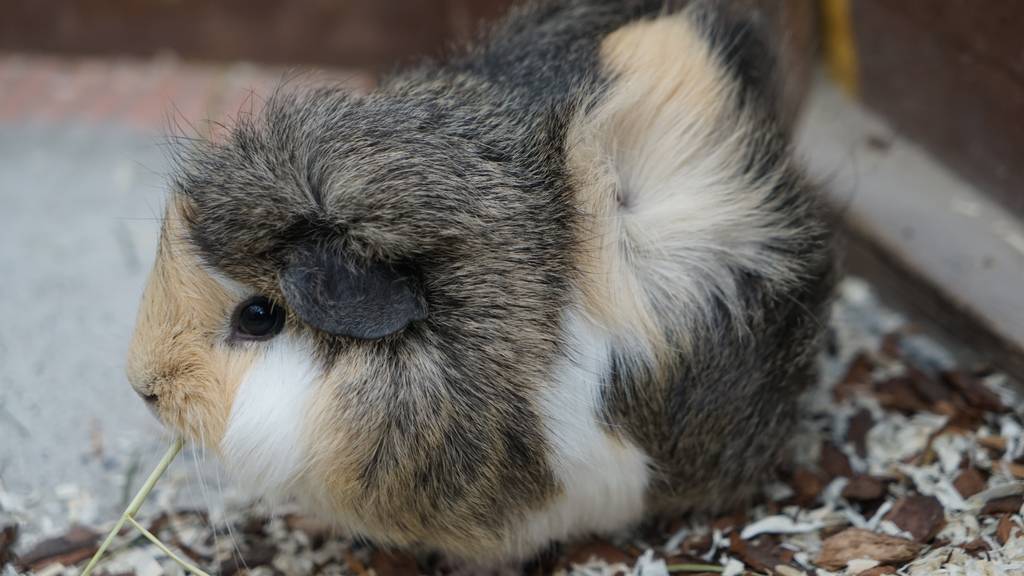 Meerschweinchen: Pua, Soos, Ashira, Heidi, Elena, Anouk, Eva, Haribo, Howie