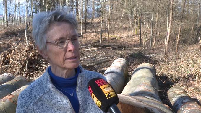 «Dieser Wald ist kaputt»: Gruppe wehrt sich gegen Holzschlag im Könizbergwald