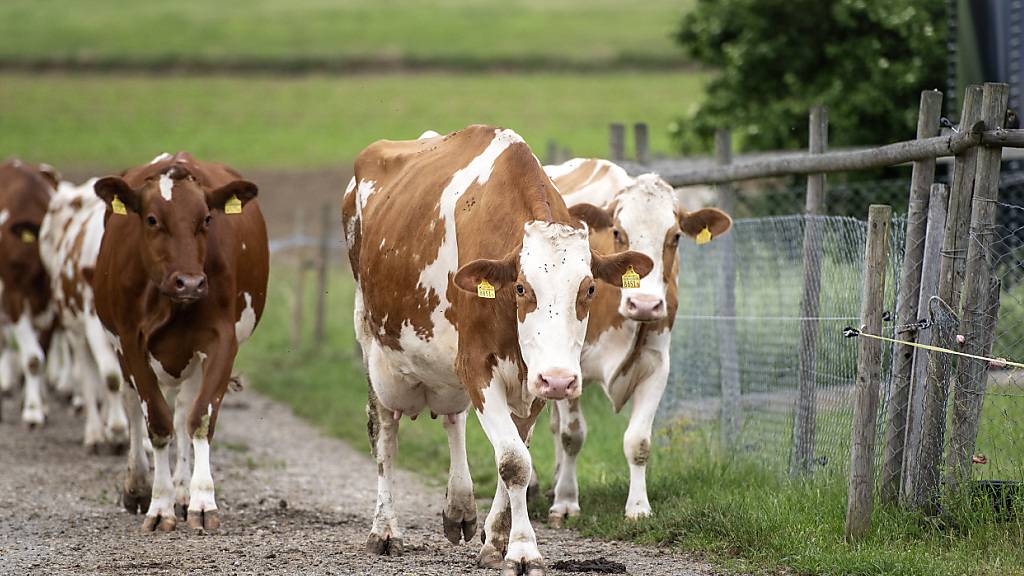 Dänemark besteuert künftig Methanausstoss von Kühen und Schweinen