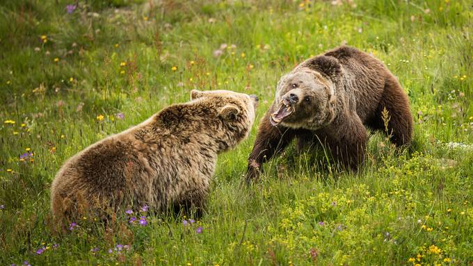 Rangkampf beim ersten Treffen der Bärenweibchen