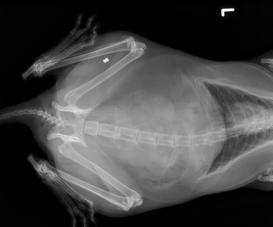 Röntgenaufnahme Katze Wilen 1