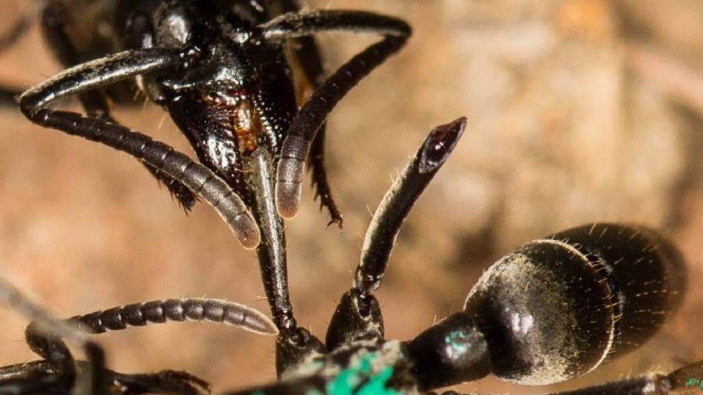 Ameisen heilen verwundete Artgenossen mit Antibiotika