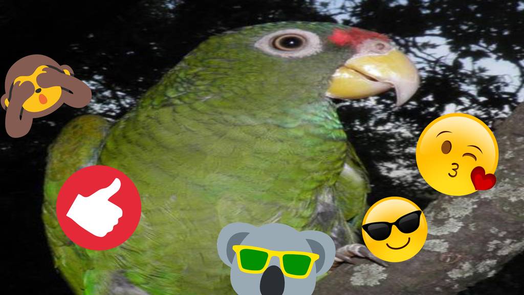 Forscher entdeckt in Mexiko eine neue Papageien-Art, die wie ein Falke singt