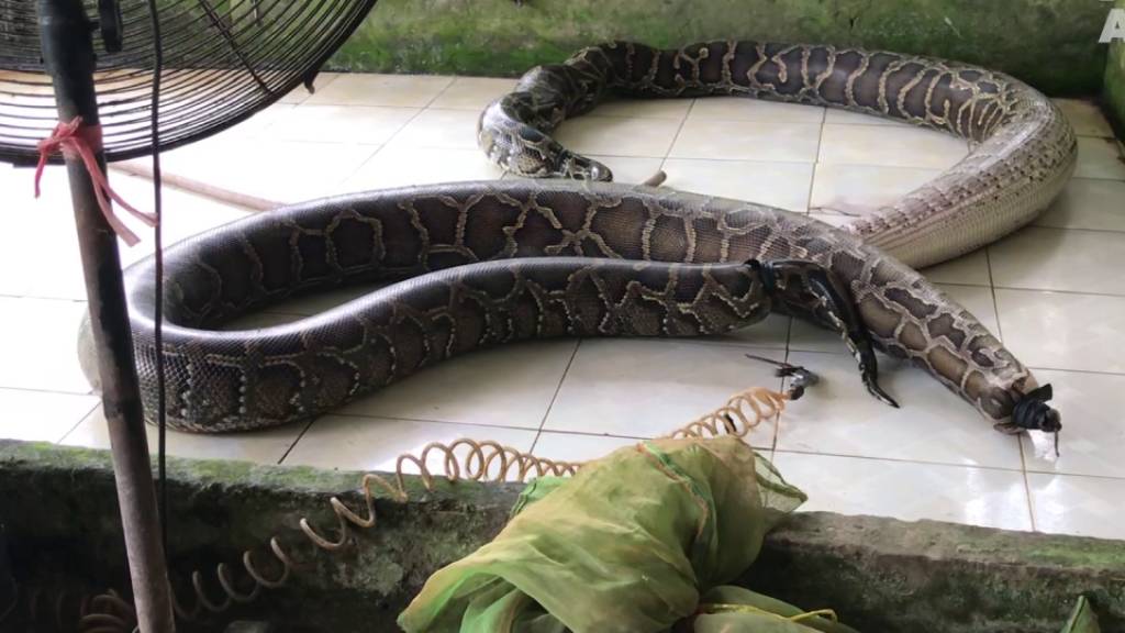 In Vietnam werden Schlangen «aufgeblasen» und lebendig gehäutet