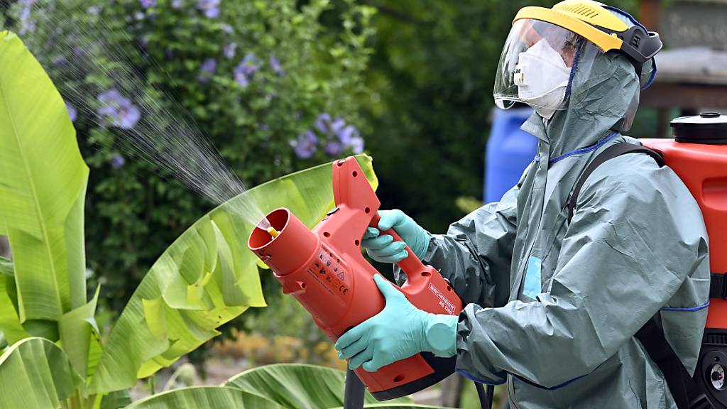 Die Japankäfer in Kloten werden unter anderem mit Pestizid und Fallen bekämpft. Um eine Verbreitung zu verhindern, darf vorläufig auch kein Grüngut aus Kloten hinaustransportiert werden. (Archivbild)