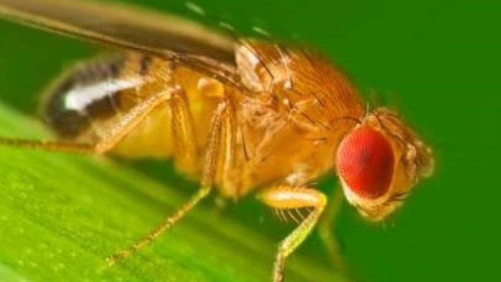 Die Taufliege Drosophila gehört zu den am meisten verwendeten Modellorganismen in der Forschung.