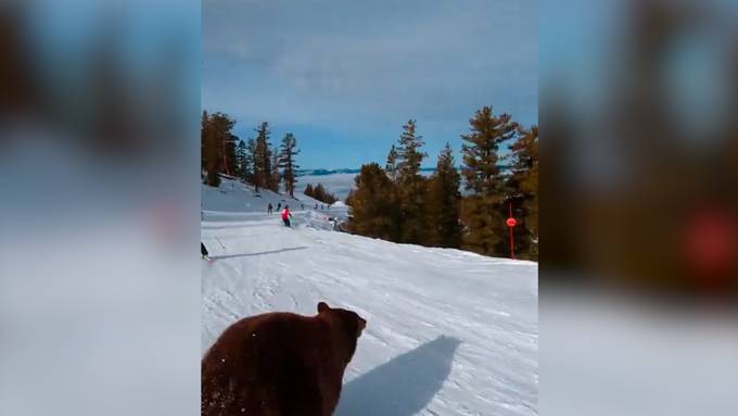 Bär auf Piste rennt Skifahrer fast über den Haufen