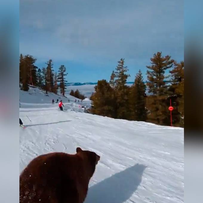 Bär auf Piste rennt Skifahrer fast über den Haufen