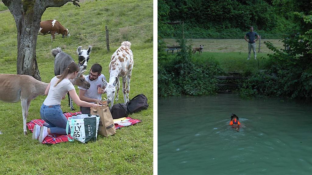 Picknick mit Alpakas / Hunde im Wasser