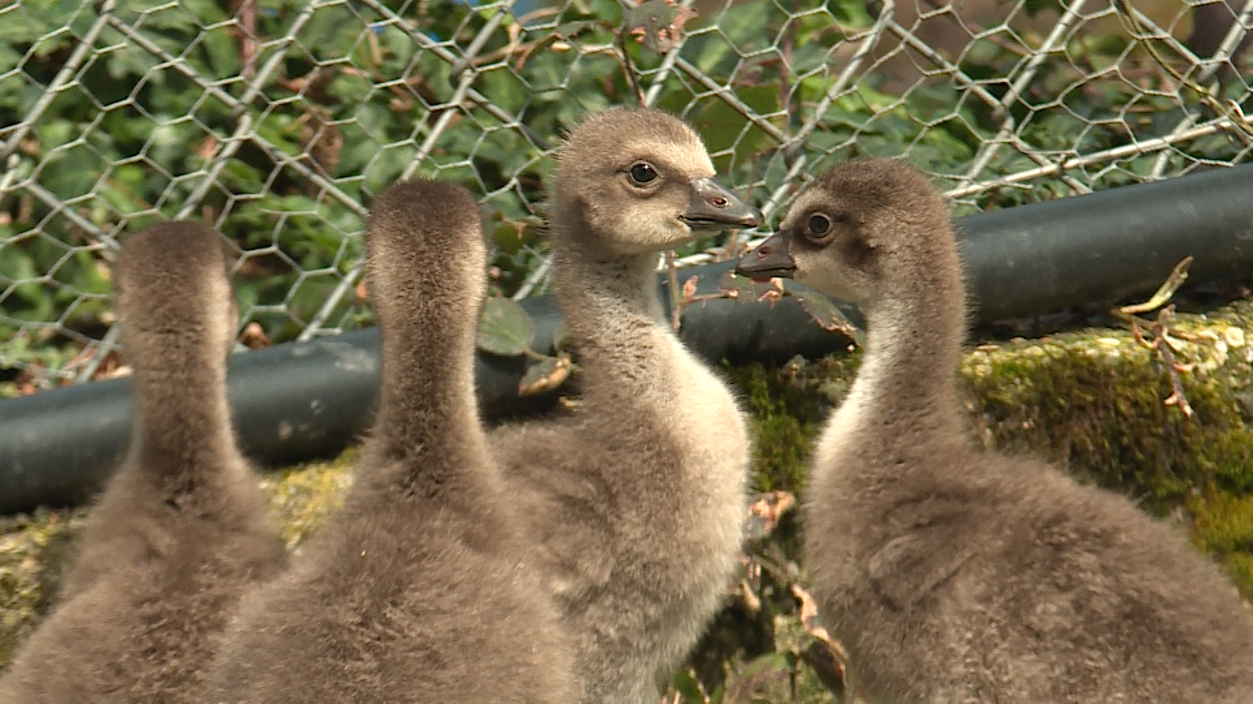 Jungtiere Tierpark Goldau 