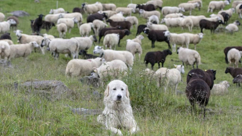 Ein Nachtragskredit drehte sich um Massnahmen im Bereich Herdenschutz. Zum Bild: Ausgebildete Herdenschutzhunde bewachen eine 300 Schafe umfassende Schafsherde auf dem Oberberg, hoch über dem Dorf Isenthal im Kanton Uri.