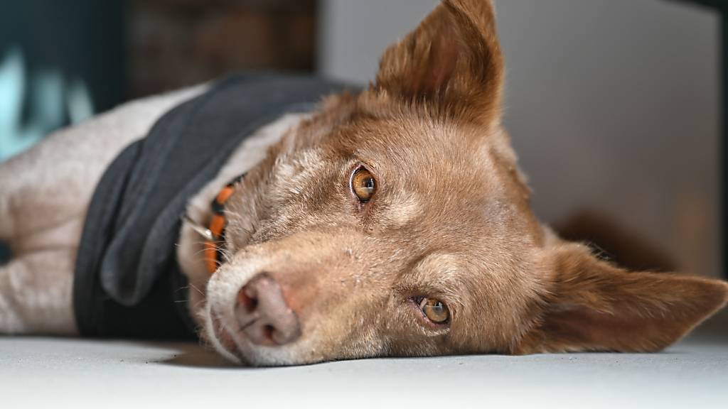 Motivierend und süss: Sieben von zehn Angestellten geben in einer Befragung an, Hunde würden den Stressspiegel im Büro reduzieren. (Archivbild)