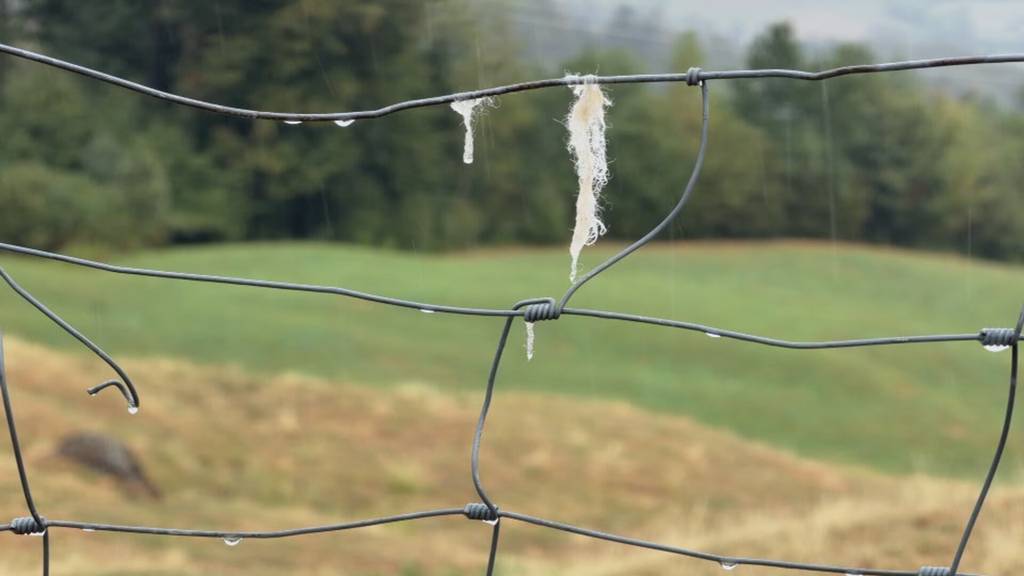 Zehn Schafe bei Pfäffikon gerissen
