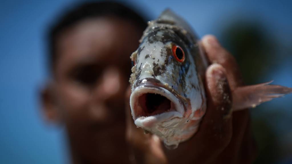 Über 200 Orte in Brasilien von Ölpest betroffen: Ein Fischer hält einen verschmutzten Meerfisch bei Recife in der Hand.
