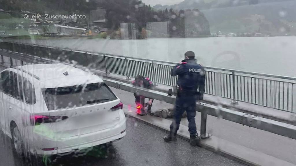 Schwyzer Behörden untersuchen Verkehrsunfall mit totem Wolf