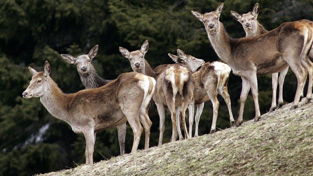 In Graubünden verursachen zu viele Hirsche zu viele Waldschäden. Deshalb sollen in diesem Jahr knapp 5000 von ihnen abgeschossen werden. (Archiv)