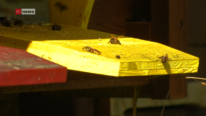 Bedrohte Bienen